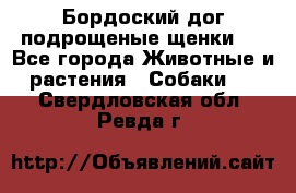 Бордоский дог подрощеные щенки.  - Все города Животные и растения » Собаки   . Свердловская обл.,Ревда г.